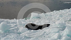 Leopard Seal sleeping on an Iceberg in Antarctica.