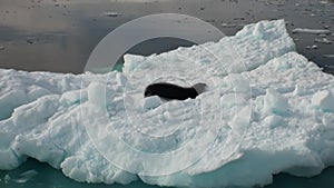 Leopard Seal sleeping on an Iceberg in Antarctica.