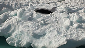 Leopard Seal sleeping on an Iceberg in Antarctica.