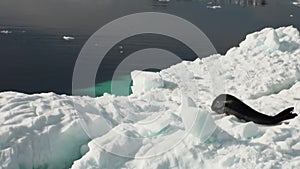 Leopard Seal sleeping on an Iceberg in Antarctica.