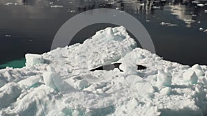 Leopard Seal sleeping on an Iceberg in Antarctica.