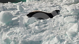 Leopard Seal sleeping on an Iceberg in Antarctica.