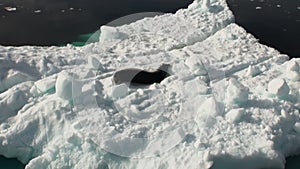 Leopard Seal sleeping on an Iceberg in Antarctica.