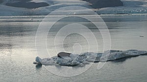 Leopard Seal sleeping on an Iceberg in Arctic.