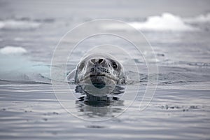 Leopard seal swimming, Antarctica