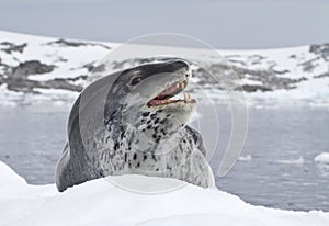 Leopard seal which lies on an ice floe