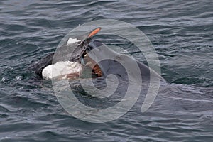 Leopard seal who is trying to grab the Gentoo penguins in the A