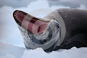 Leopard seal yawning, Antarctica