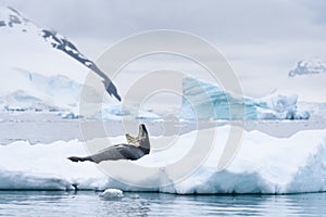 Leopard Seal yawning and resting on an iceberg, snow covered mountains and additional icebergs in the background, Paradise Harbor,