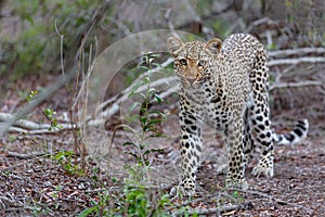 Leopard searching for prey