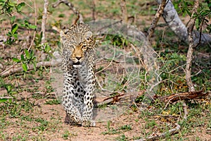 Leopard searching for prey