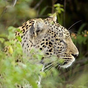 Leopard in the serengeti national reserve