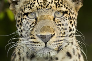 Leopard in the serengeti national reserve