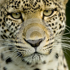 Leopard in the serengeti national reserve