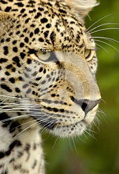 Leopard in the serengeti national reserve