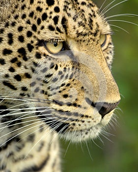 Leopard in the serengeti national reserve