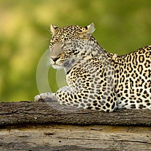 Leopard in the serengeti national reserve