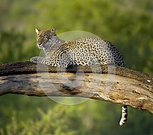 Leopard in the serengeti national reserve