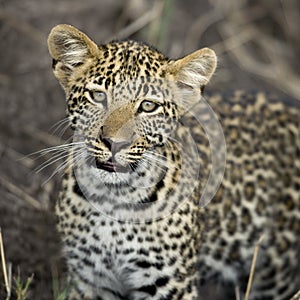 Leopard in Serengeti, Tanzania, Africa