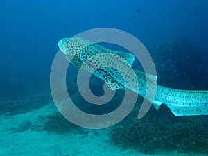 Leopard shark.