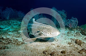 Leopard shark