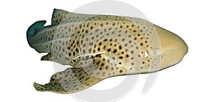 Leopard Shark