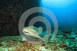 Leopard Shark