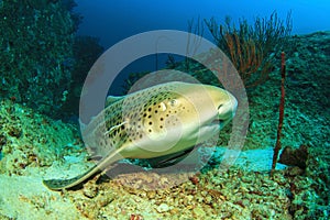 Leopard Shark