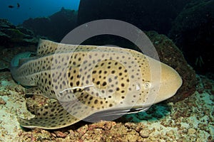 Leopard Shark