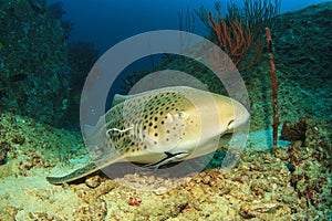 Leopard Shark