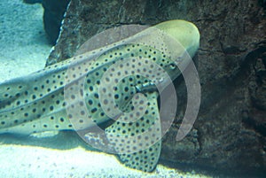 Leopard Shark also known as Zebra Shark.