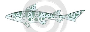 Leopard shark fish on a white background