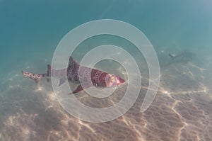 Leopard Shark