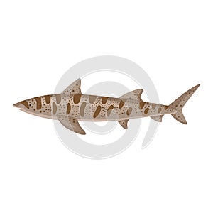 Leopard shark isolated on white background. Cartoon character of ocean for children