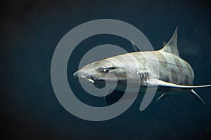 Leopard Shark
