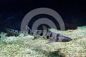 Leopard shark, Triakis semifasciata, is a species of houndshark, family Triakidae. from the Pacific coast of North America. Animal