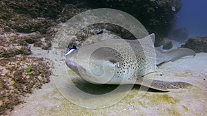 Leopard Shark Or Zebra Shark Close Up & Blue Fish Feeding. Carpet Shark Marine Life