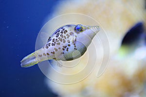 Leopard sharpnose puffer