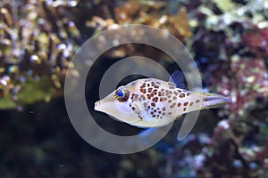 Leopard sharpnose puffer