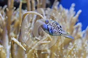 Leopard sharpnose puffer