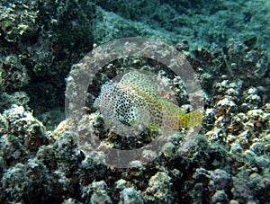 Leopard or Shortbodied blenny Fiji