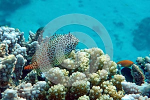 Leopard or Shortbodied blenny fish, Red sea