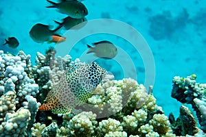 Leopard or Shortbodied blenny fish, Red sea