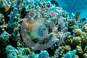 Leopard or Shortbodied blenny fish, Red sea