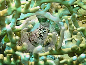 Leopard or Shortbodied blenny, Male