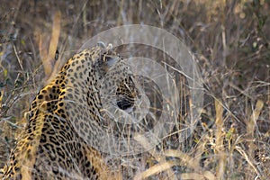 Leopard side profile in long grass 1
