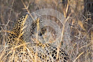 Leopard side profile in long grass 4
