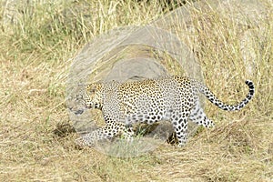 Leopard in sideview walking in high grass