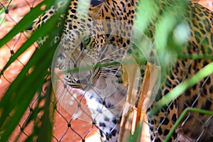 Leopard is silently watching from inside the cage