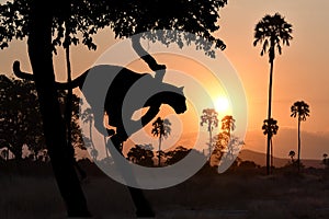 Leopard silhouetted in a tree at sunset